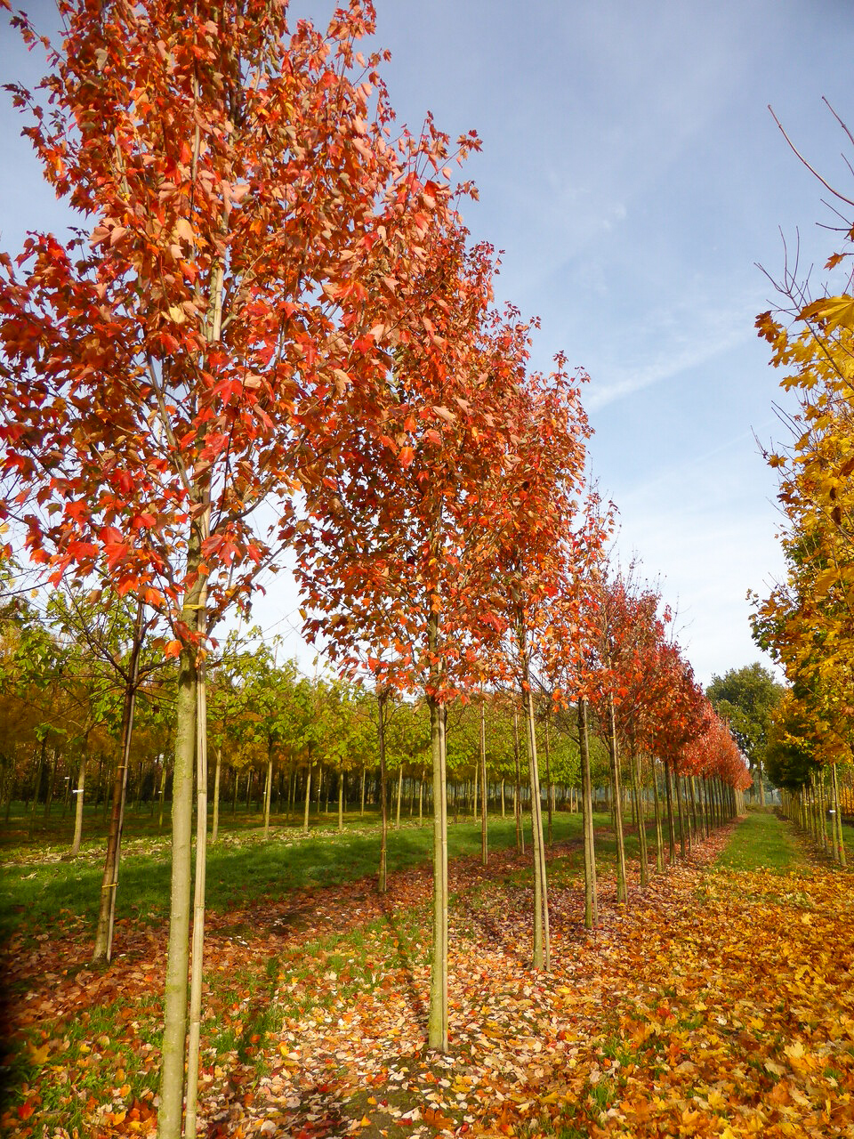 Acer Rubrum RED SUNSET Franksred Acer Rubrum RED SUNSET acer-rubrum-red-sunset-franksred-acer-rubrum-red-sunset